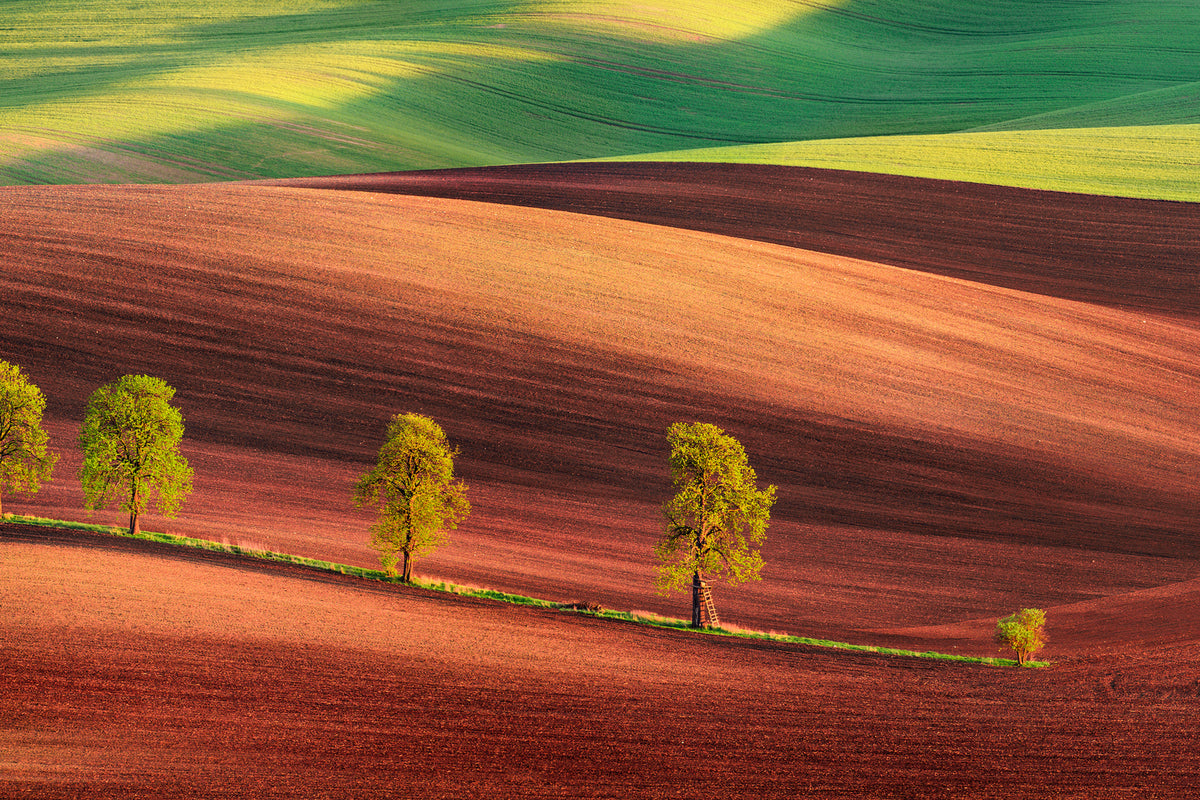 photo-wallpaper-odyssey-of-an-avenue-ii-x