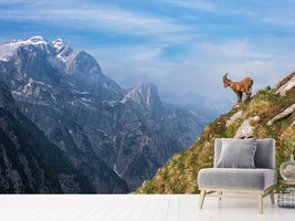 photo-wallpaper-alpine-ibex-in-the-mountains-x