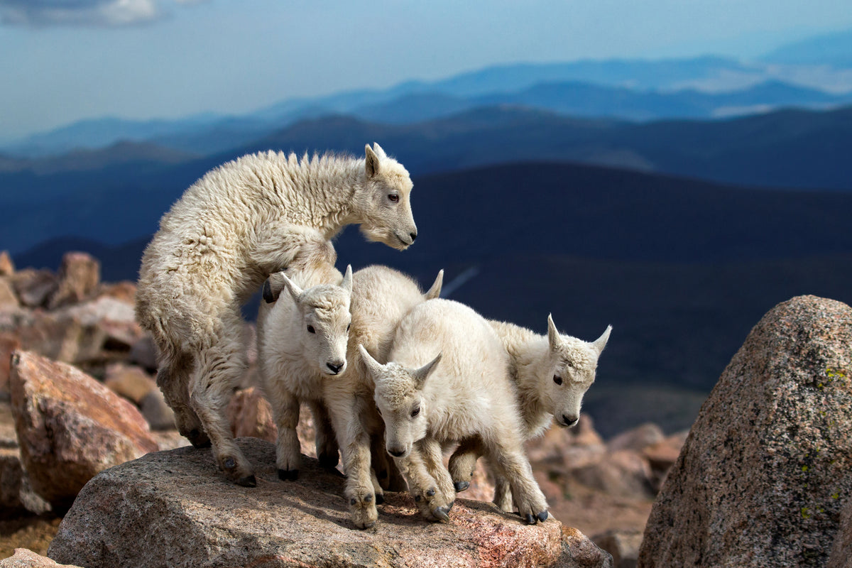 photo-wallpaper-baby-goats-at-play-x