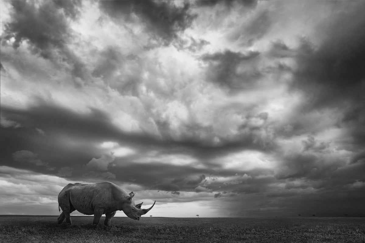 photo-wallpaper-rhino-land-x