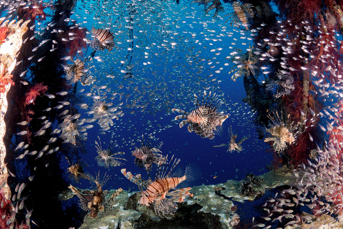 photo-wallpaper-lionfish-party-x