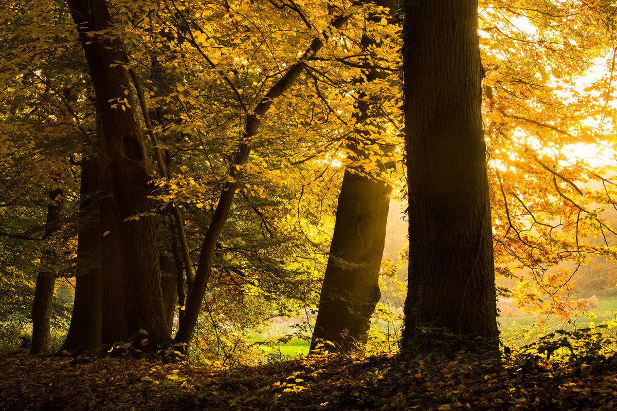 photo-wallpaper-autumn-leaves