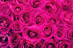 photo-wallpaper-rose-petals-in-pink