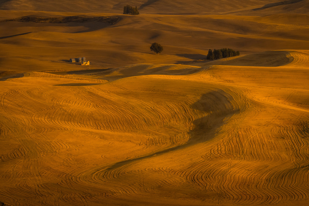 photo-wallpaper-wheat-field-in-sunset-x