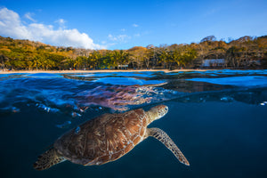 photo-wallpaper-green-turtle-sea-turtle