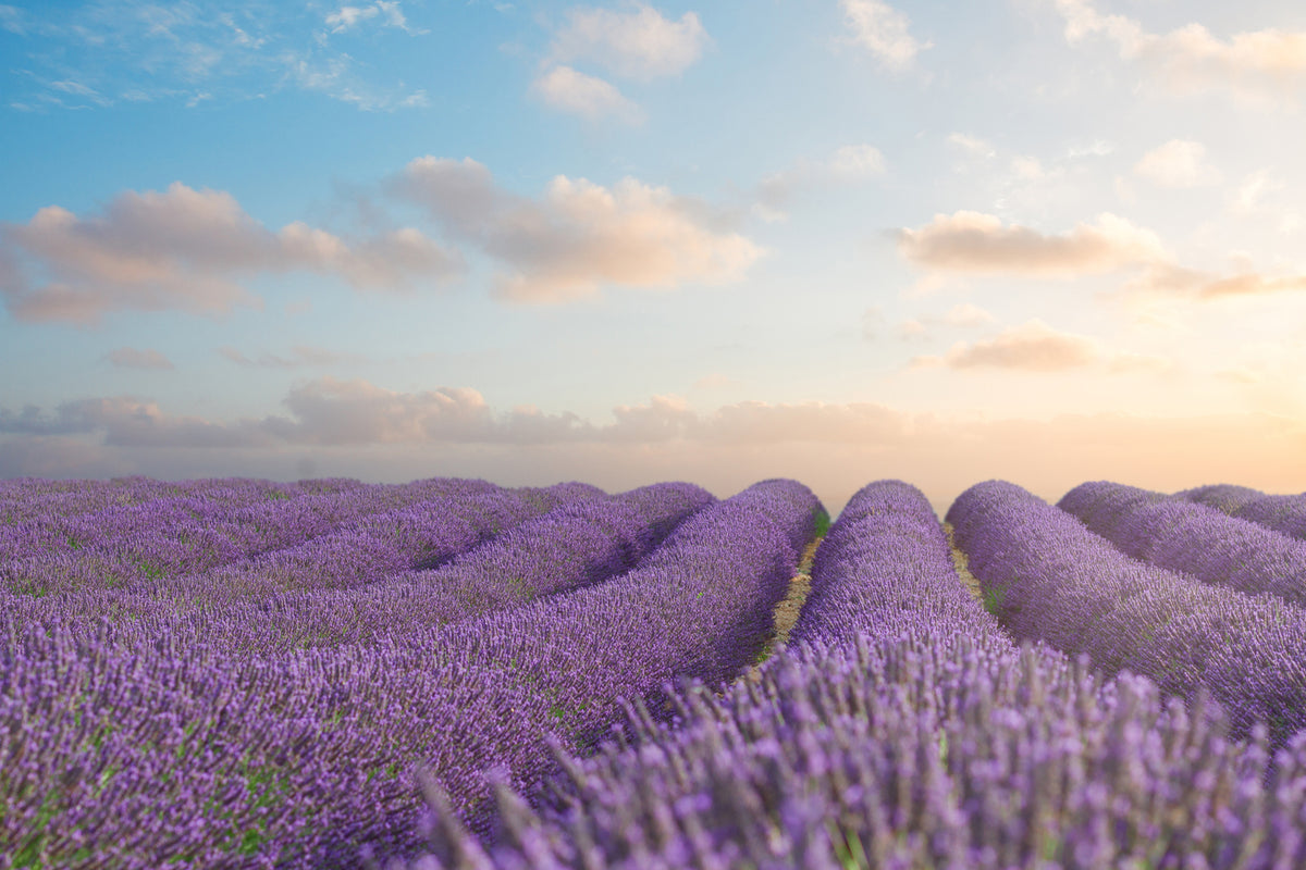 photo-wallpaper-the-blooming-lavender-field