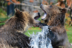 photo-wallpaper-grizzly-fight