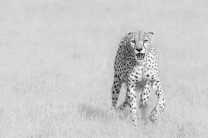 photo-wallpaper-cheetah-x