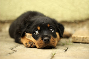 photo-wallpaper-sweet-rottweiler-puppy