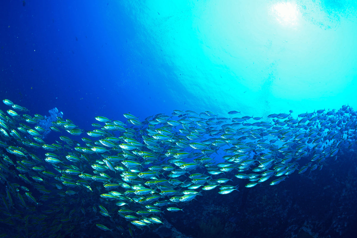 photo-wallpaper-shoal-of-fish