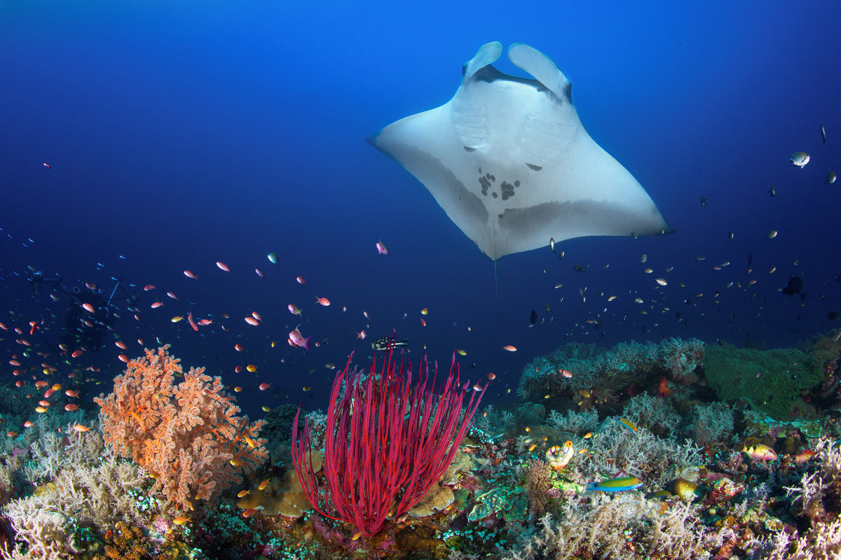 photo-wallpaper-ocean-manta-ray-on-the-reef-x