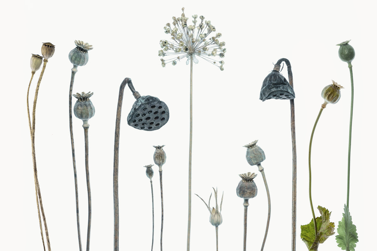 photo-wallpaper-seed-heads-x