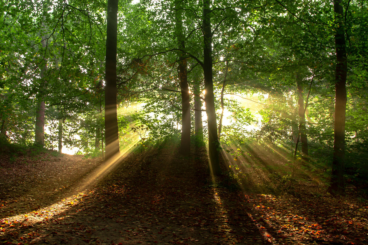 photo-wallpaper-sun-in-the-forest