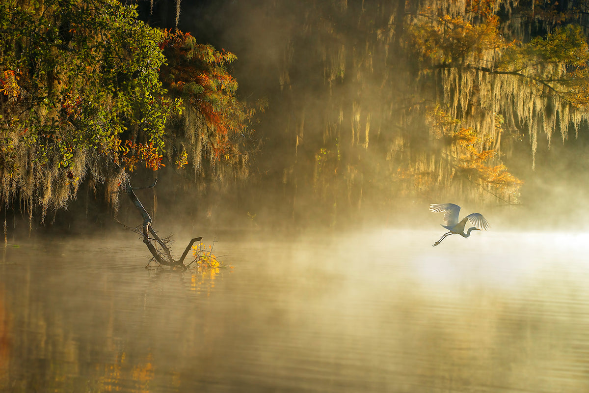 photo-wallpaper-egret