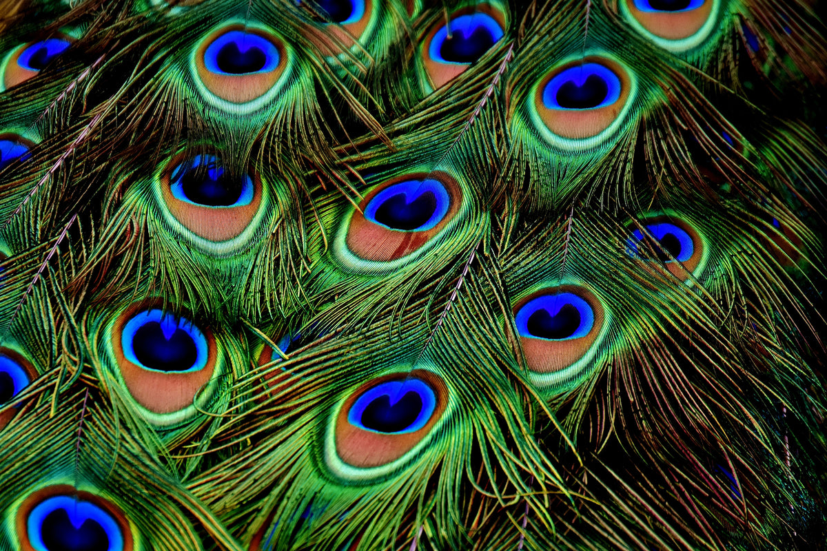 photo-wallpaper-peacock-feathers-xxl