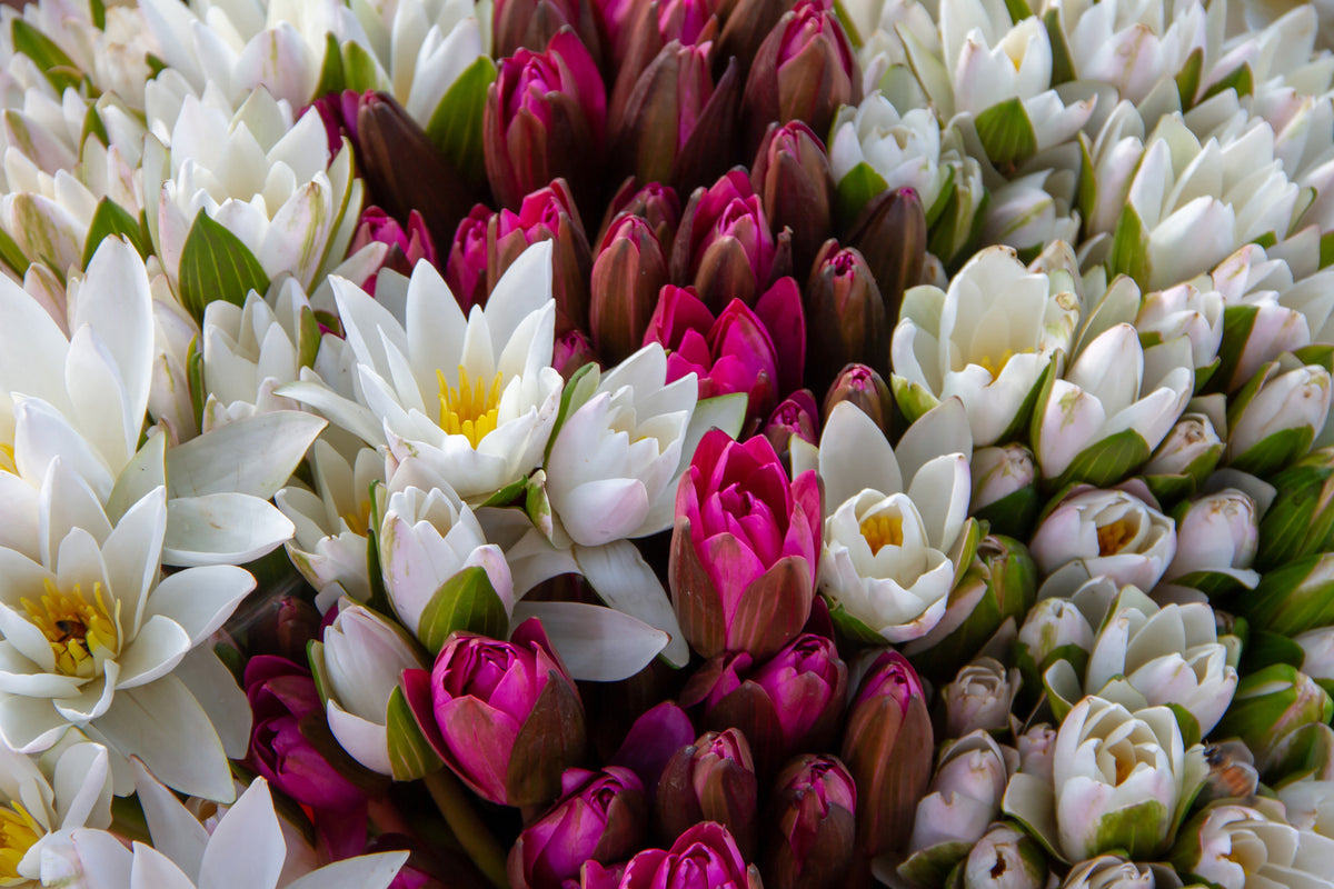 photo-wallpaper-a-bouquet-of-water-lilies