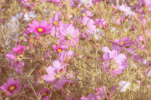 photo-wallpaper-the-jewelry-basket-cosmea