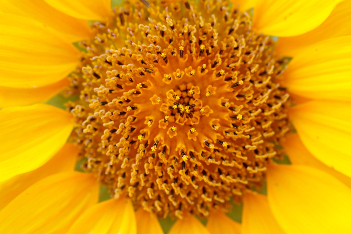 photo-wallpaper-beautiful-buds-of-the-sunflower