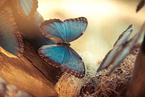 photo-wallpaper-butterflies