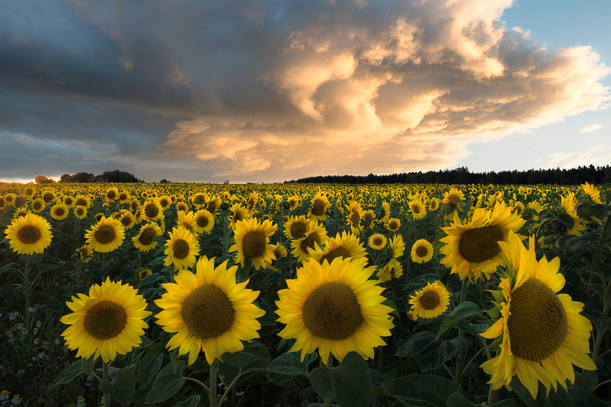 photo-wallpaper-sunflowers-in-sweden