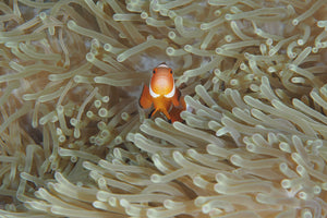 photo-wallpaper-amphiprion-ocellaris-x