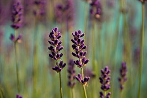 photo-wallpaper-lavender-in-xl