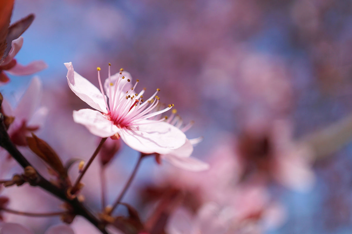 photo-wallpaper-close-up-cherry-blossom