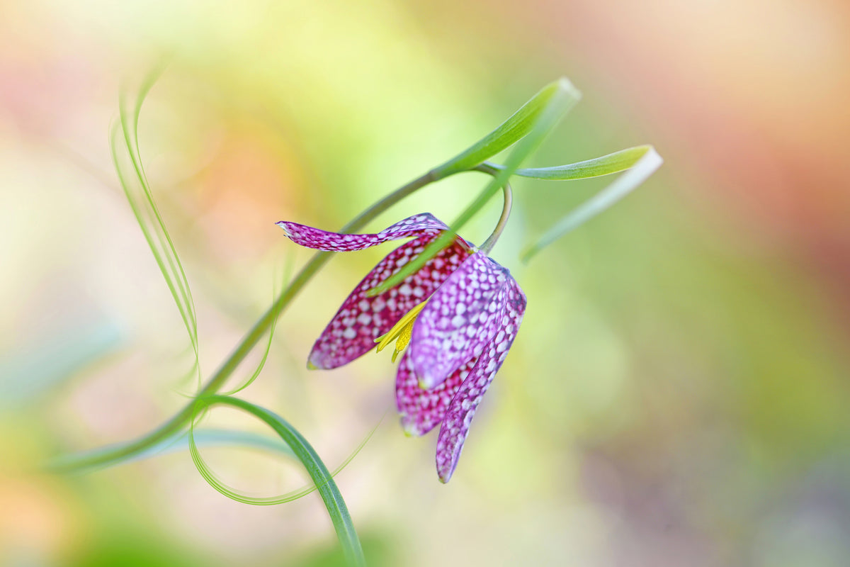 photo-wallpaper-snake-s-head-fritillary-x