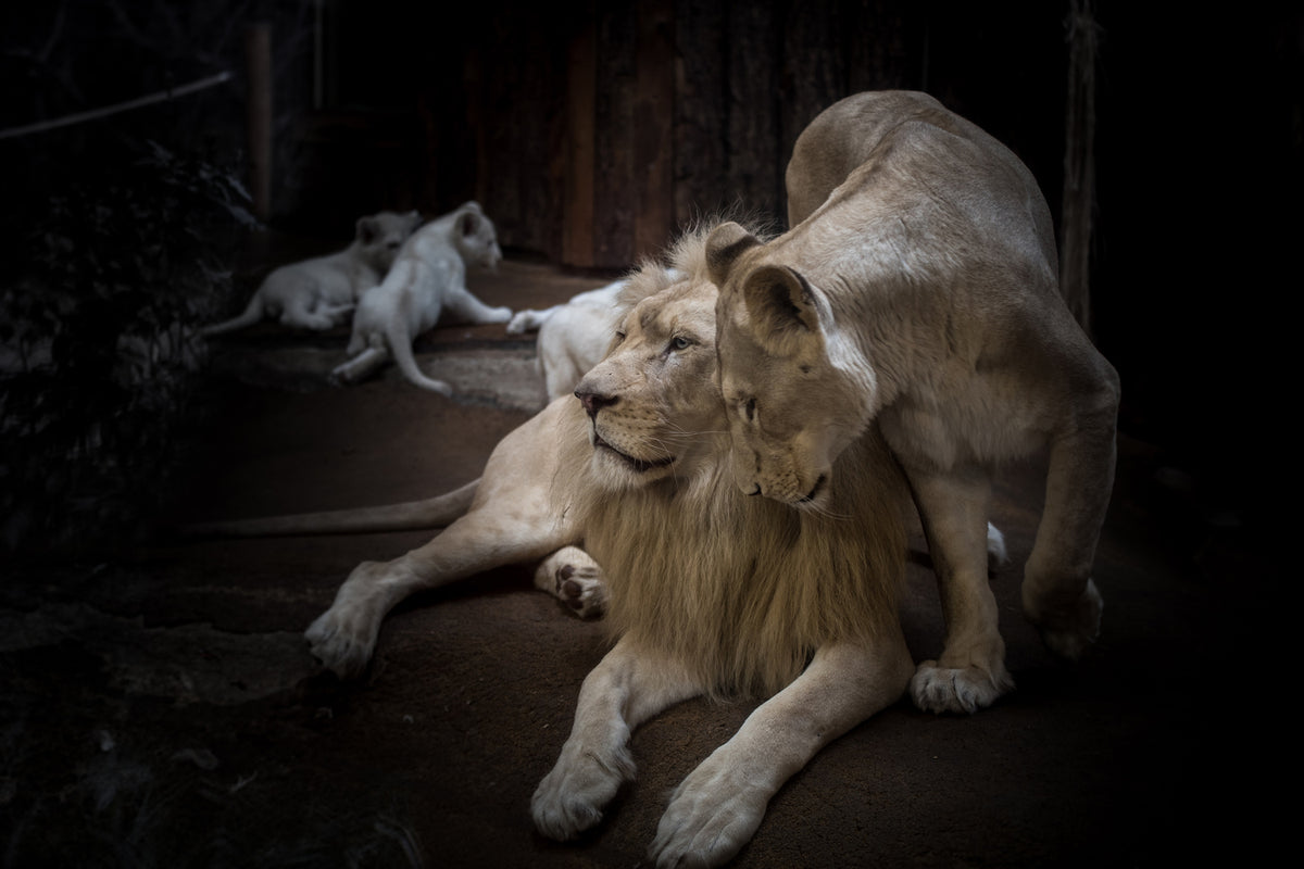 photo-wallpaper-the-lion-couple