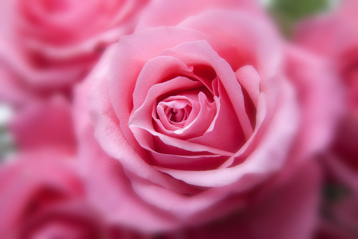 photo-wallpaper-roses-macro