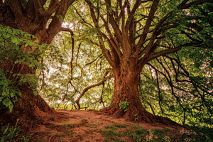 photo-wallpaper-in-the-dense-forest