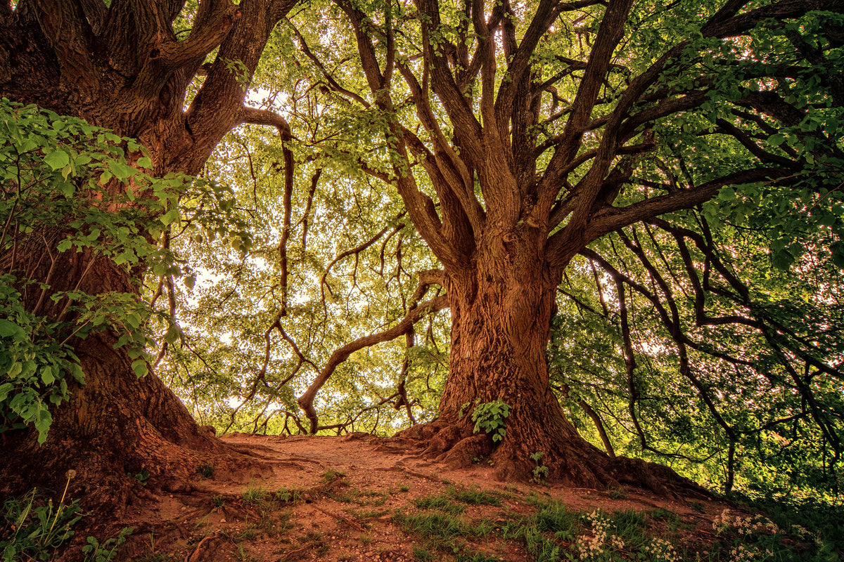 photo-wallpaper-in-the-dense-forest