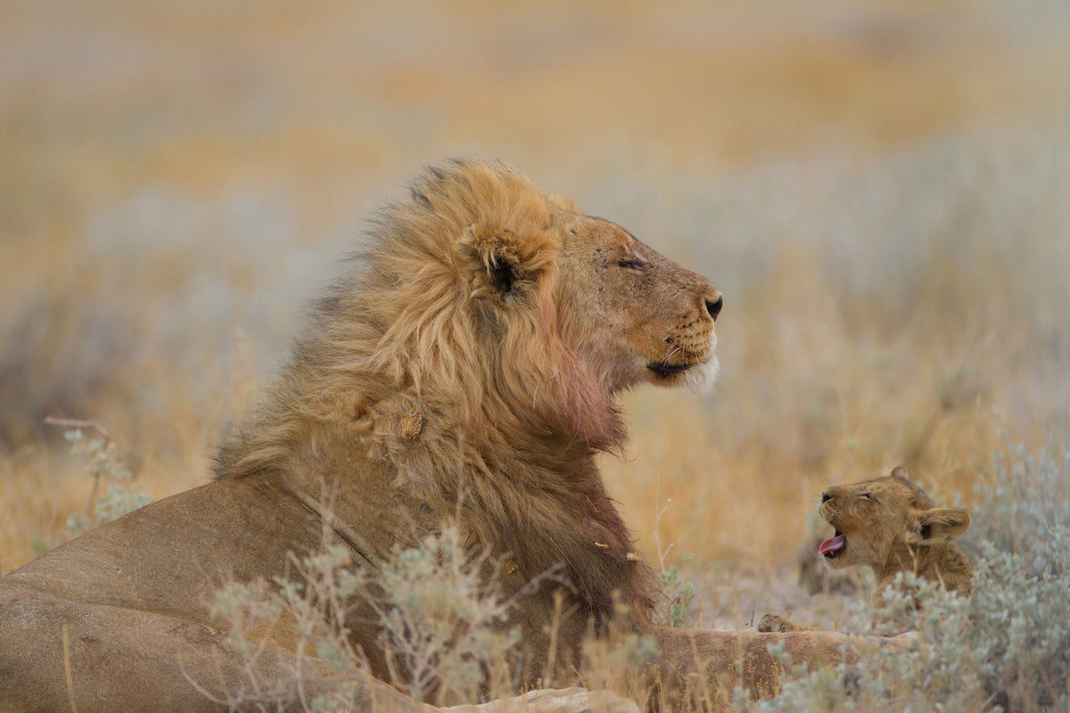 photo-wallpaper-male-lion-with-cub-x