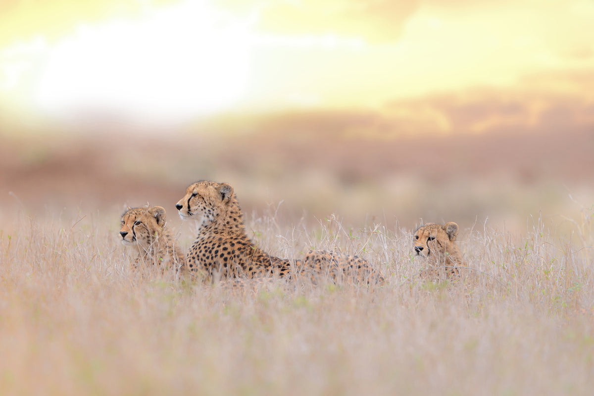 photo-wallpaper-cheetah-family-x