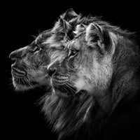 photo-wallpaper-lion-and-lioness-portrait