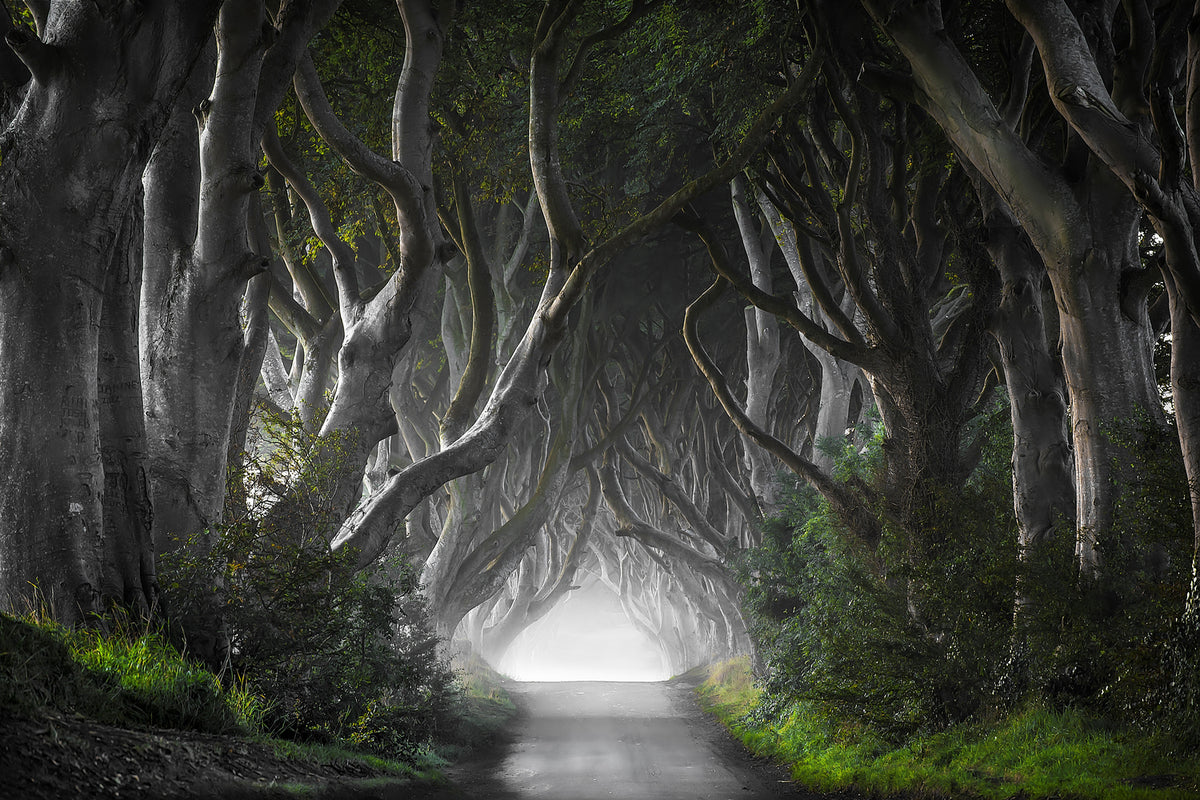 photo-wallpaper-dark-hedges