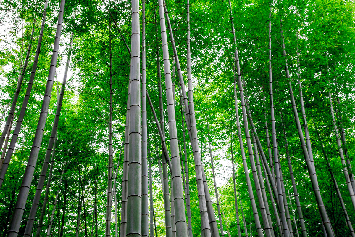 photo-wallpaper-bamboo-forest