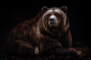 photo-wallpaper-bear-portrait-xav