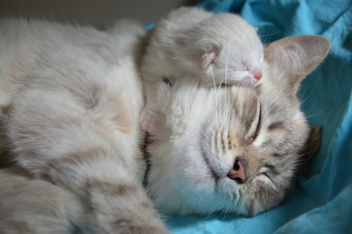 photo-wallpaper-cats-mom-with-baby