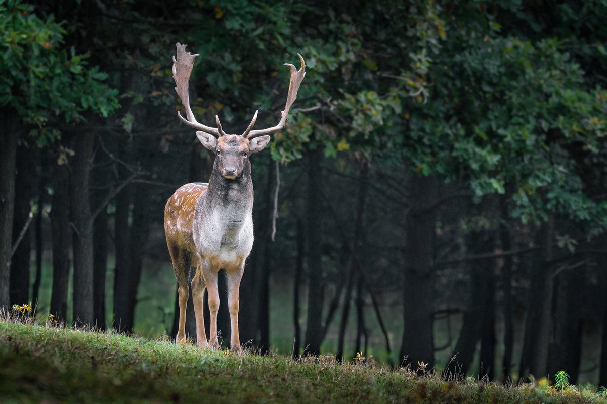 photo-wallpaper-the-fallow-deer-ii