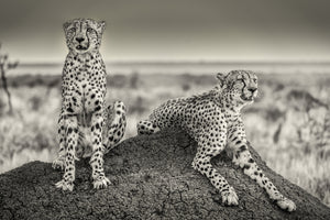 photo-wallpaper-two-cheetahs-watching-out