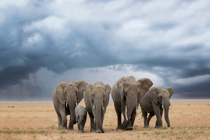 photo-wallpaper-elephant-walk-x