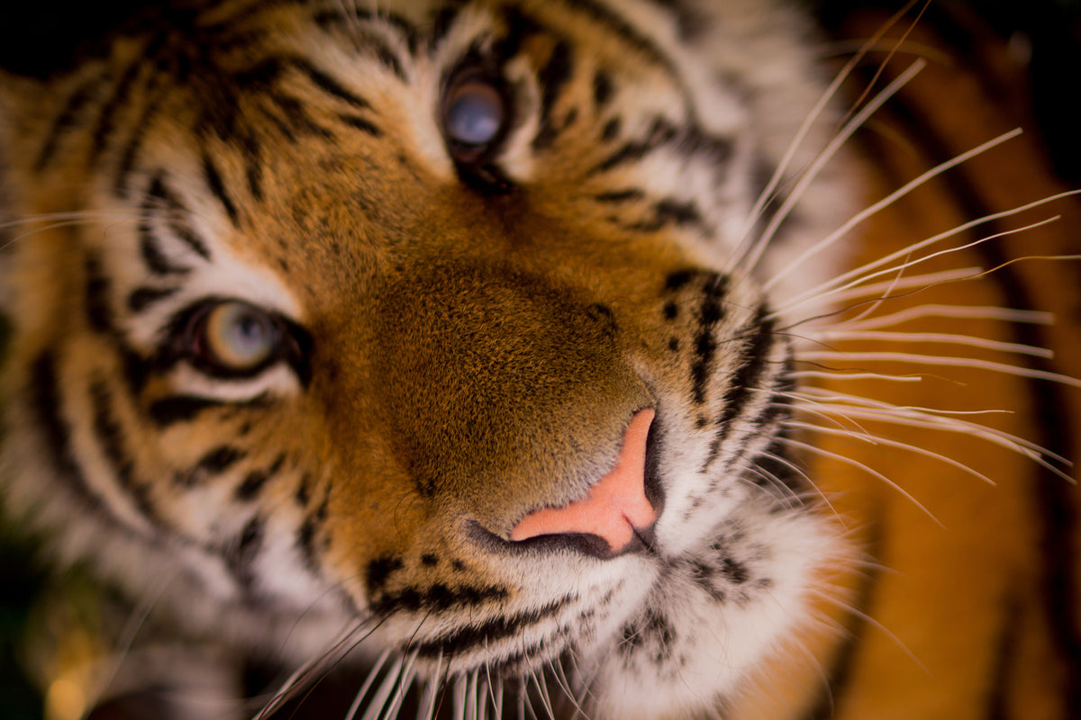 photo-wallpaper-tiger-face