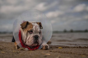 photo-wallpaper-the-vet-gave-me-this-collarand-i-am-not-happy-with-it