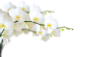 photo-wallpaper-white-orchids