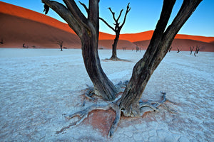 photo-wallpaper-ancient-trees-in-the-vlei