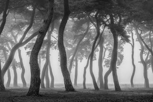 photo-wallpaper-foggy-morning-x