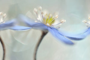 photo-wallpaper-dancing-anemones