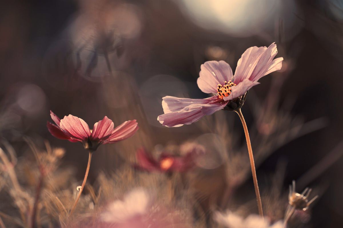 photo-wallpaper-flowers-of-innocence-x