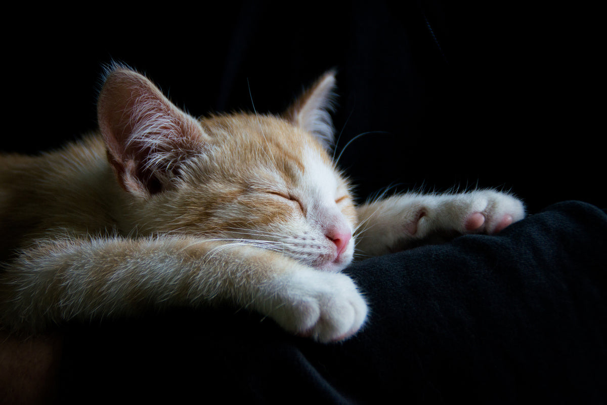 photo-wallpaper-lazy-cat